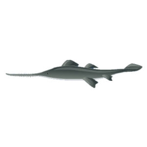 Sawfish